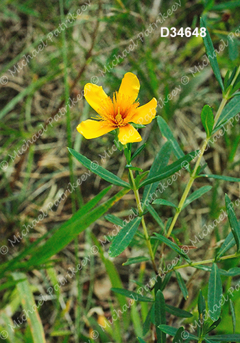 Kalm's St. John's-wort (Hypericum kalmianum)